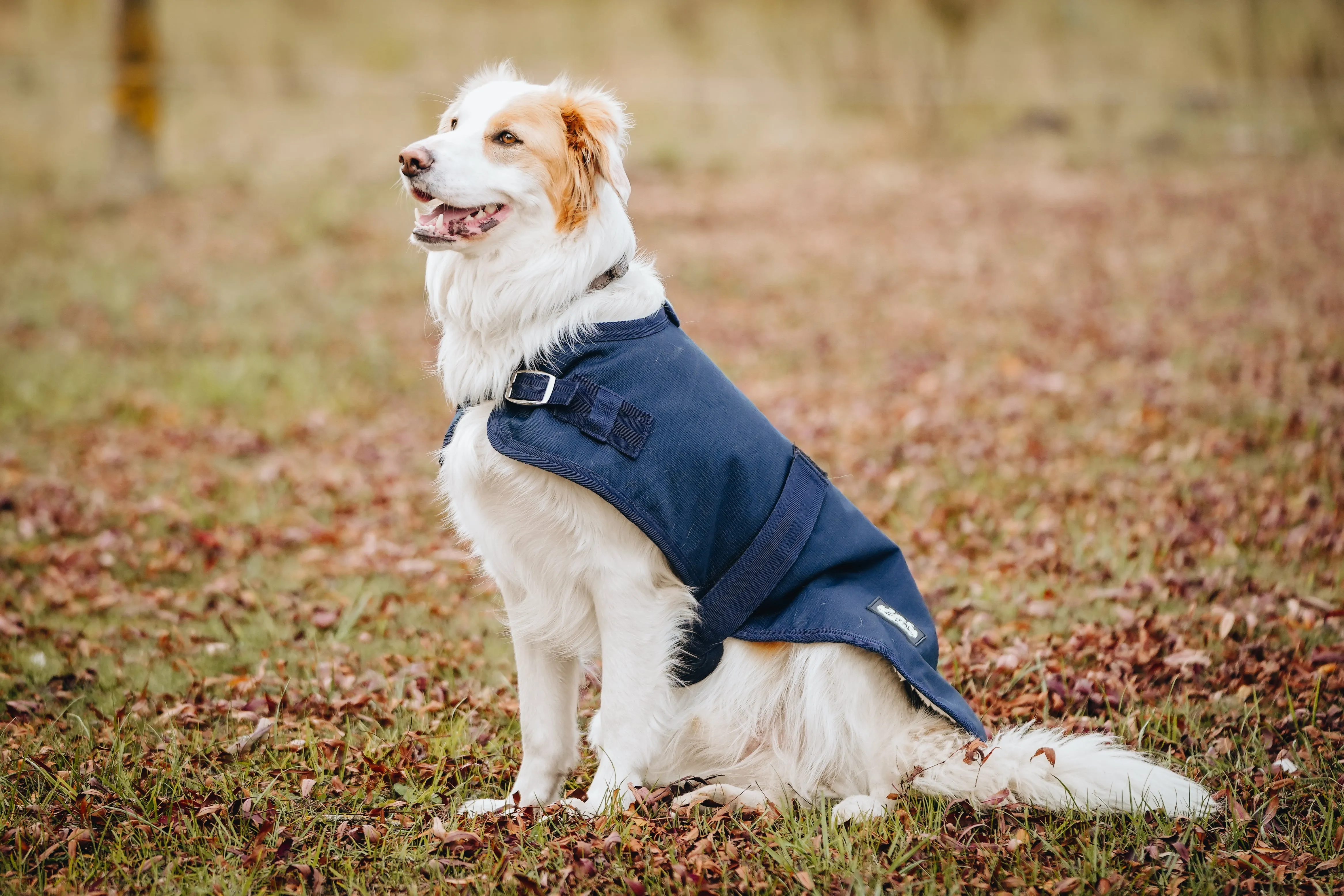 1200D 50g Dog Coats - 2022 Stock Clearance