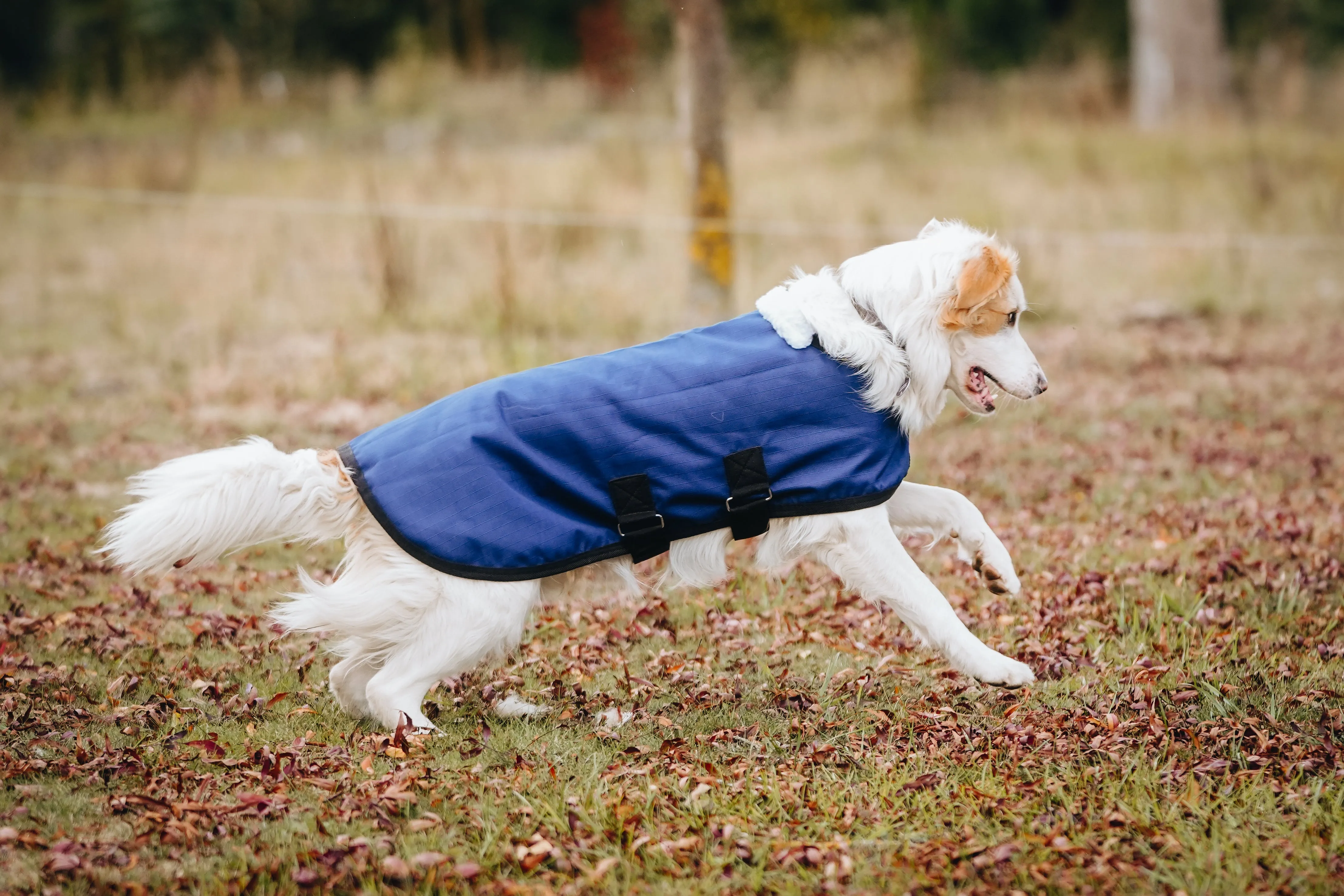 1200D 50g Dog Coats - 2022 Stock Clearance